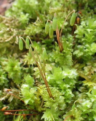 Plagiomnium venustum