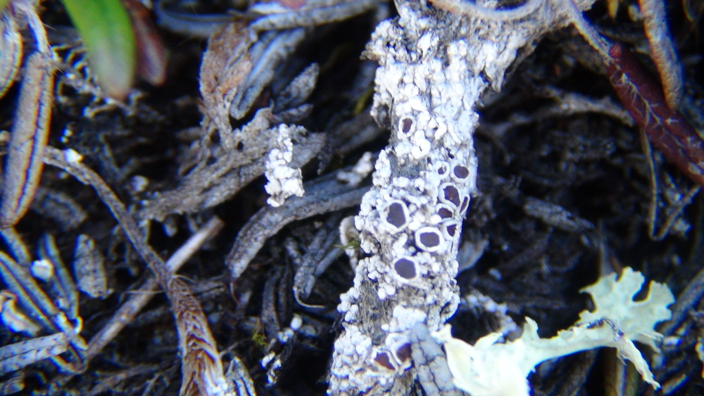 Tundra Pepper-spore Lichen