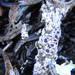 Rinodina turfacea - Photo (c) Serguei Ponomarenko, algunos derechos reservados (CC BY-NC), subido por Serguei Ponomarenko