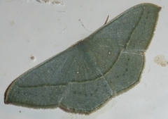 Traminda obversata