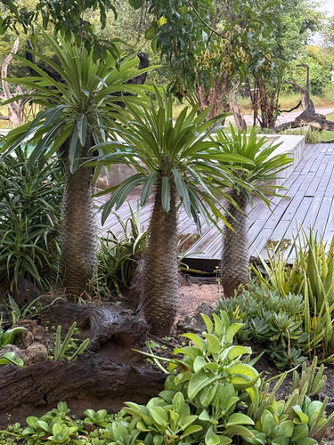 Madagascar Palm