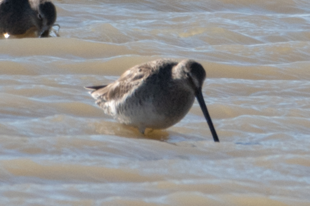 Long-billed Dowitcher