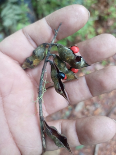 rosary snoutbean (Rhynchosia precatoria)