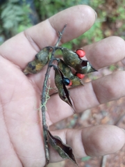 Rhynchosia precatoria, photograph (c) Juan Cruzado Cortés, some rights reserved (CC BY)