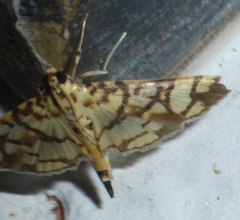 Pardomima azancla