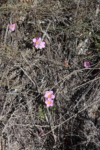 Watercell Sorrel (Oxalis fergusoniae)