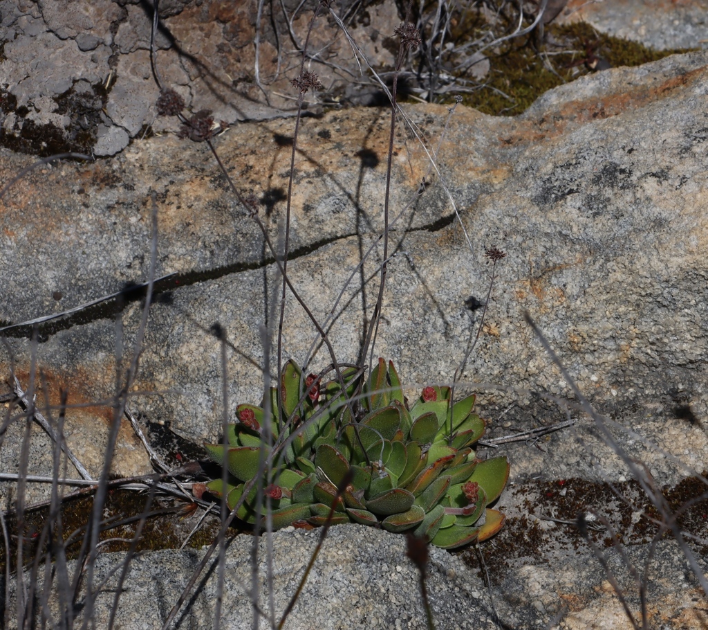 Crassula nudicaulis, Scurfteberg 303 walk n of MCSA campsite