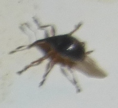 Nanophyinae