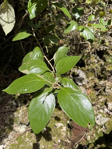 Callicarpa candicans observed 2026-03-17