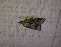 Platynota idaeusalis