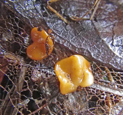 Macrotyphula phacorrhiza