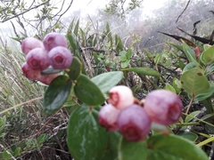 Macleania cordifolia