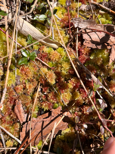 Sphagnum tenerum observed 2026-03-19