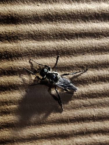 Unknown species found near Sunrise Blvd & Cavalli Way (NB), Fair Oaks, CA 95628, USA