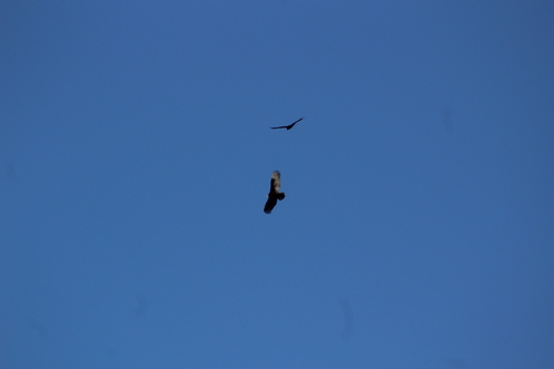 Turkey Vulture photographed in North Dakota