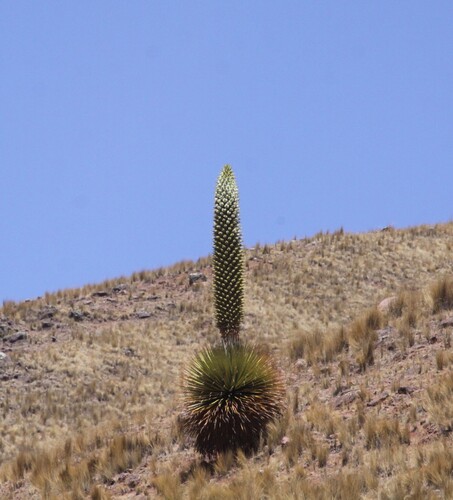 Queen of the Andes (Puya raimondii)