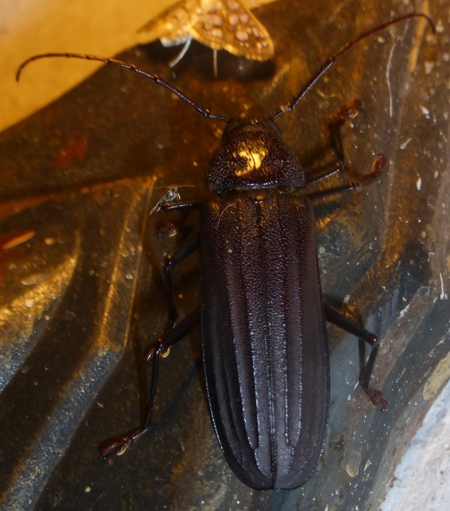 Hovatoma perrieri