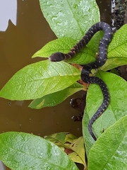 Erythrolamprus epinephalus pseudocobella