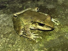 Craugastor raniformis
