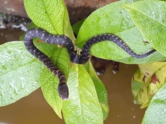 Erythrolamprus epinephalus pseudocobella