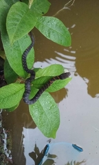 Erythrolamprus epinephalus pseudocobella