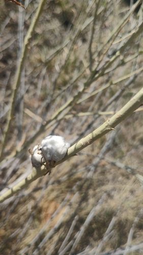 Unknown species found near Lynn Knoll, Aurora, CO, USA
