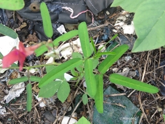 Macroptilium gibbosifolium