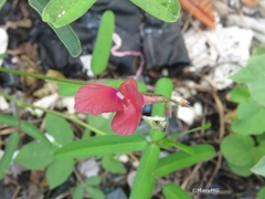 Macroptilium gibbosifolium