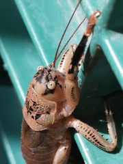 Nesoecia nigrispina