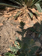 Cirsium rhaphilepis