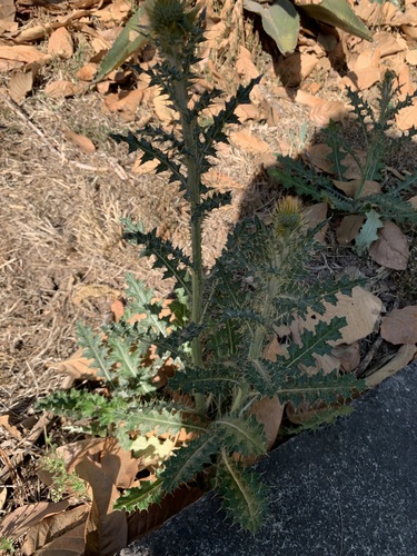 Cirsium rhaphilepis, photograph 3