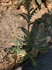 Cirsium rhaphilepis, photograph (c) Carlos Domínguez-Rodríguez, some rights reserved (CC BY)