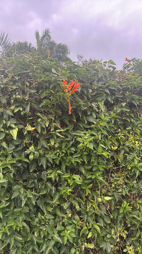 Pyrostegia venusta observed 2026-03-19