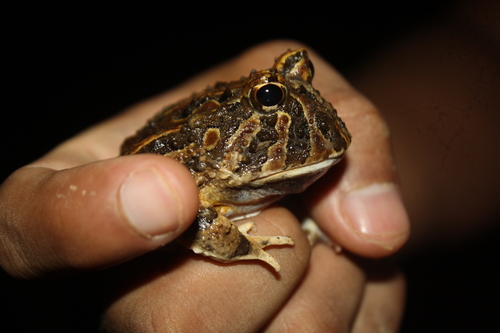 Colombian Horned Frog, Ceratophrys calcarata