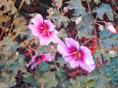 Malva subovata bicolor