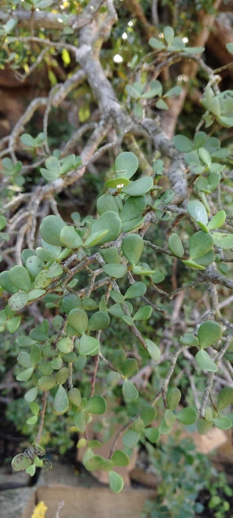 Sen đá đô la xanh – Portulacaria afra