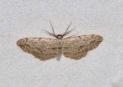 Pimaphera sparsaria