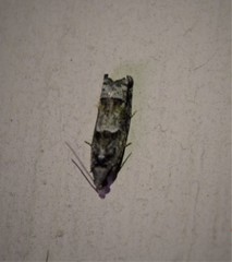 Pseudexentera spoliana