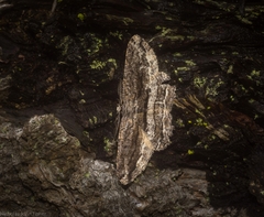 Scioglyptis canescaria