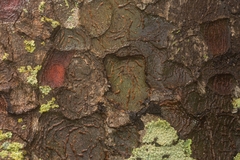 Flindersia australis