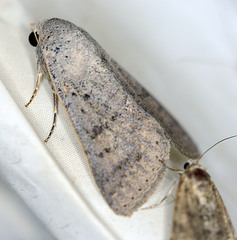 Pandesma submurina