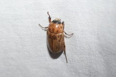 Cyclocephala lunulata
