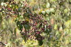 Heynea trijuga, photograph (c) Dinesh Valke, some rights reserved (CC BY-SA)