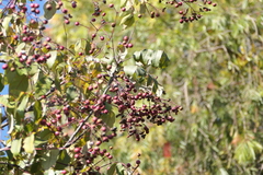 Heynea trijuga, photograph (c) Dinesh Valke, some rights reserved (CC BY-SA)