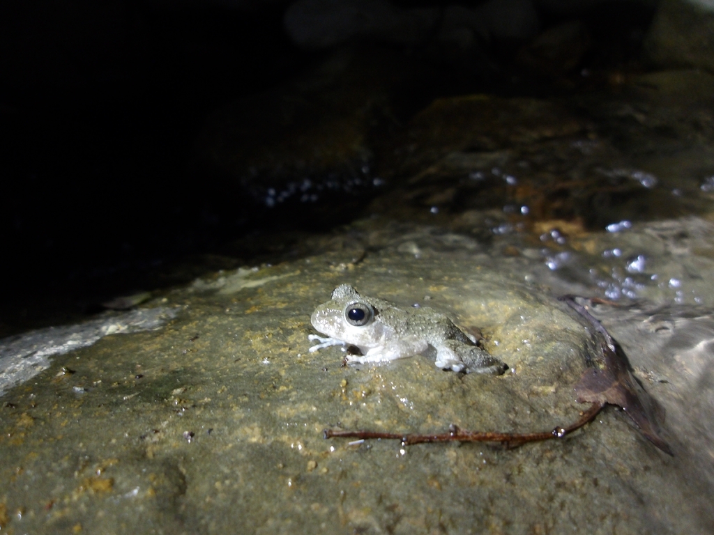 Stream Tree Frog Ota's stream tree frog in March 2026 by 林正文 · iNaturalist