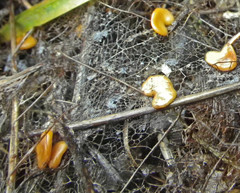 Macrotyphula phacorrhiza