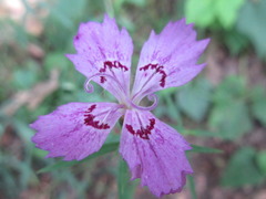 Dianthus chinensis