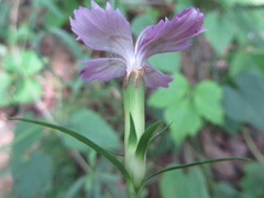 Dianthus chinensis