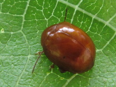 Argopus