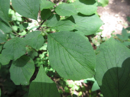 Rhamnus yoshinoi iNat (2)